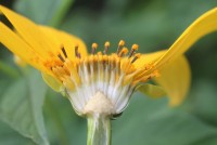 Tithonia diversifolia (Hemsl.) A.Gray